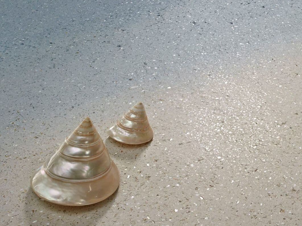 Materia Viva Conchiglia